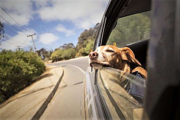 Make sure your dog has access to fresh air in the car.