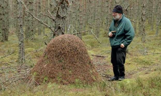 Sample of a wood ant nest. Photo: Cairngorm National Park Authority