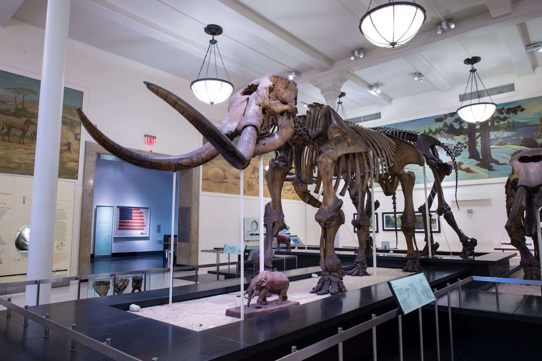 Mastodon fossil on display at the American Museum of Natural History (AMNH/PA)