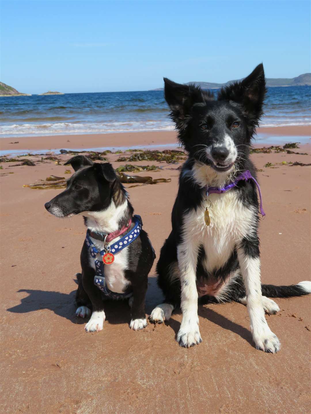 Jessie and Cora, owner Samantha Panciroli, from Inverness.