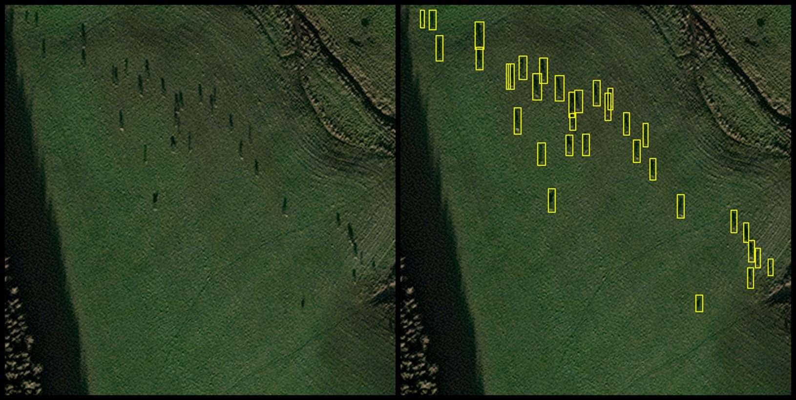 Deer identified by the AI software from a satellite image ©EOLAS Insight/Airbus.