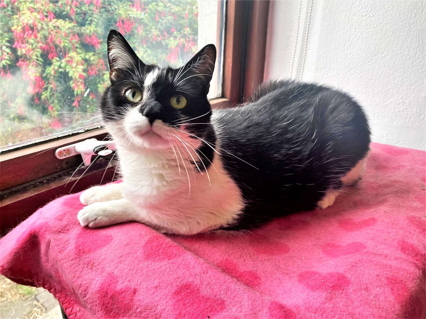 Bella the cat is looking for a 'furever' home.