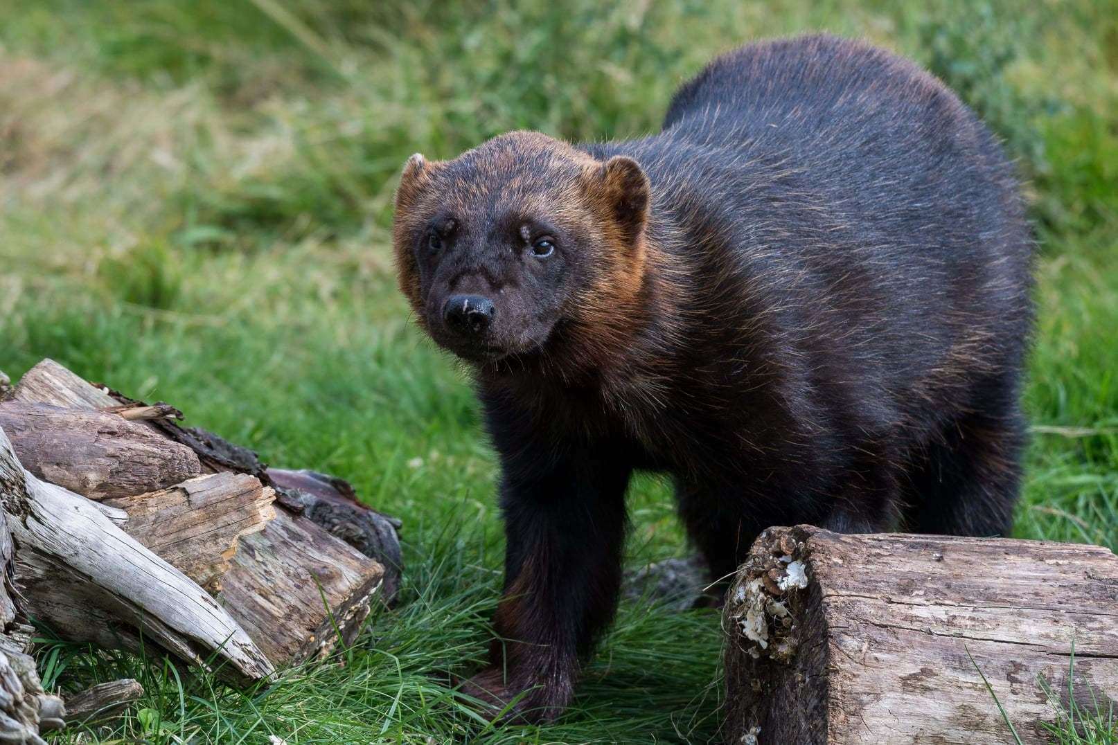 Wolverine Xale will be missed by the park's visitors. Photo: RZSS.