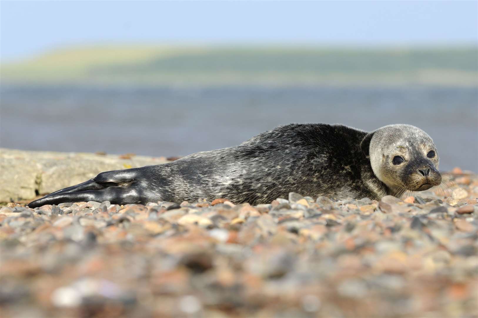 Disturbance can mean seal pups are separated from their mothers. Picture: Lorne Gill / NatureScot