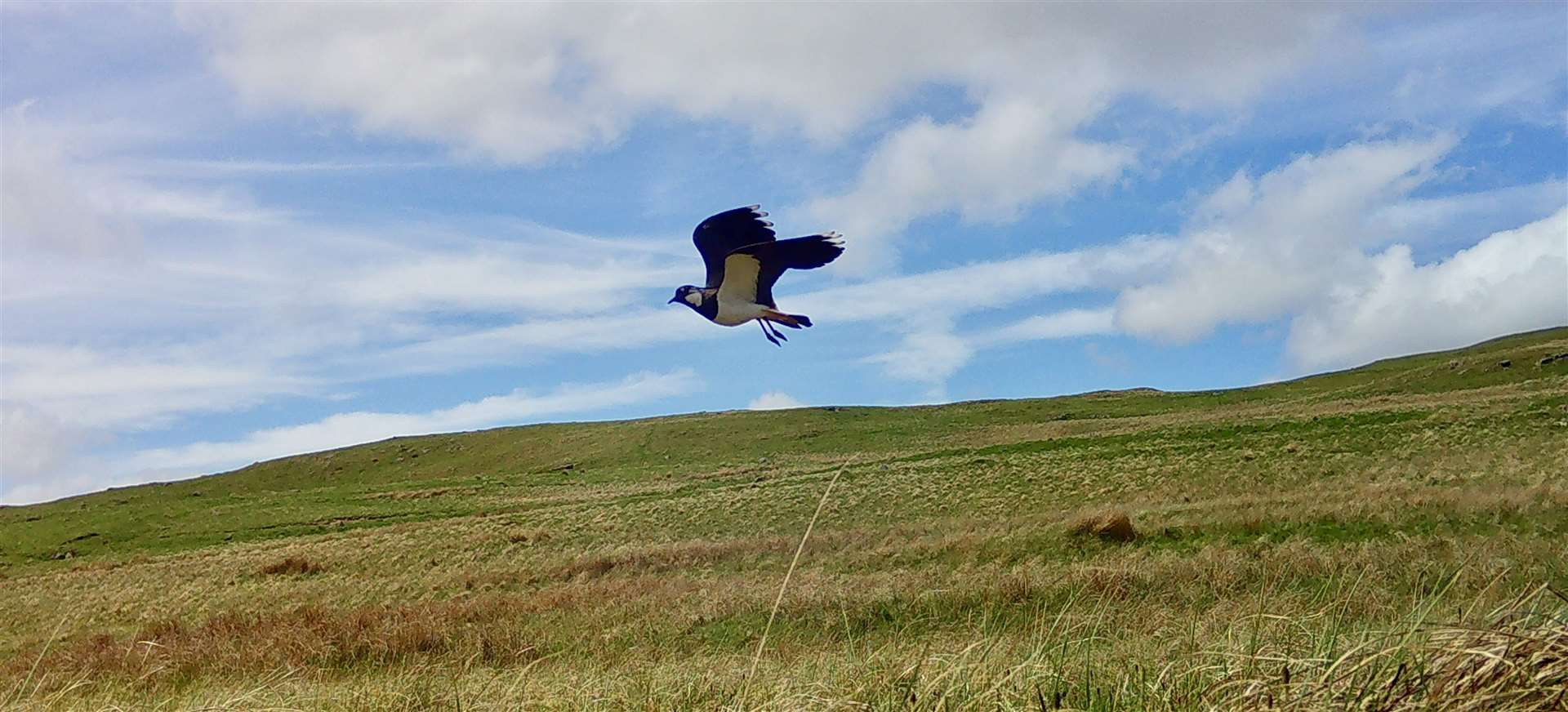 A lapwing flying over hill-grazing ground.