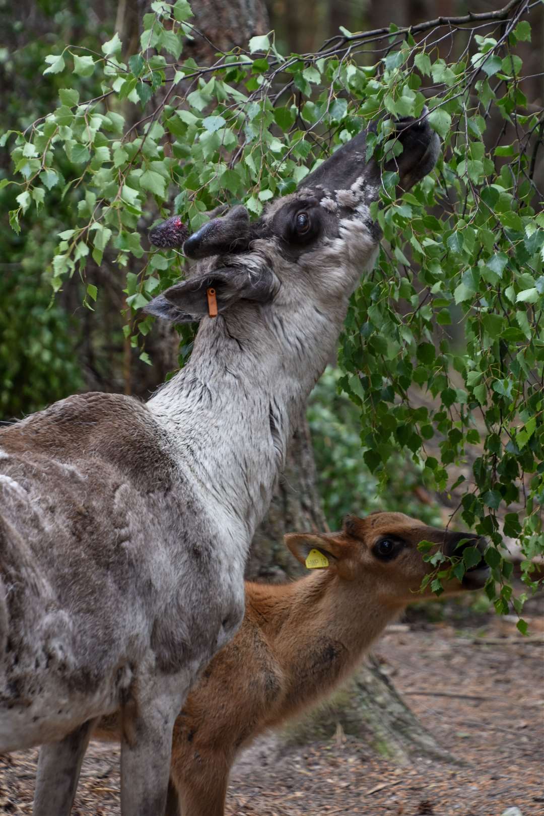 The reindeer calves have been named by staff.