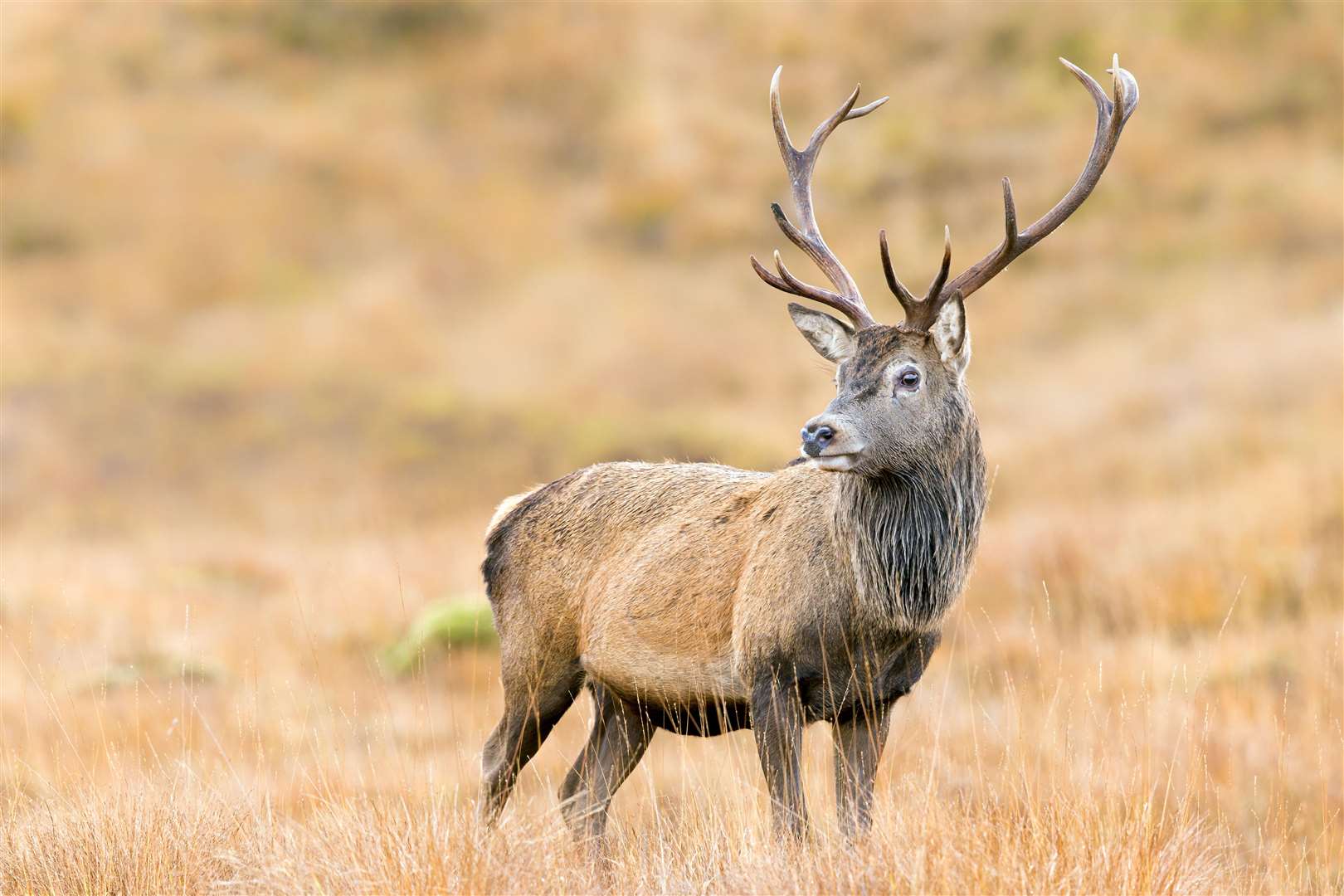 Hot topic: what is the best way to control deer in the Highlands?