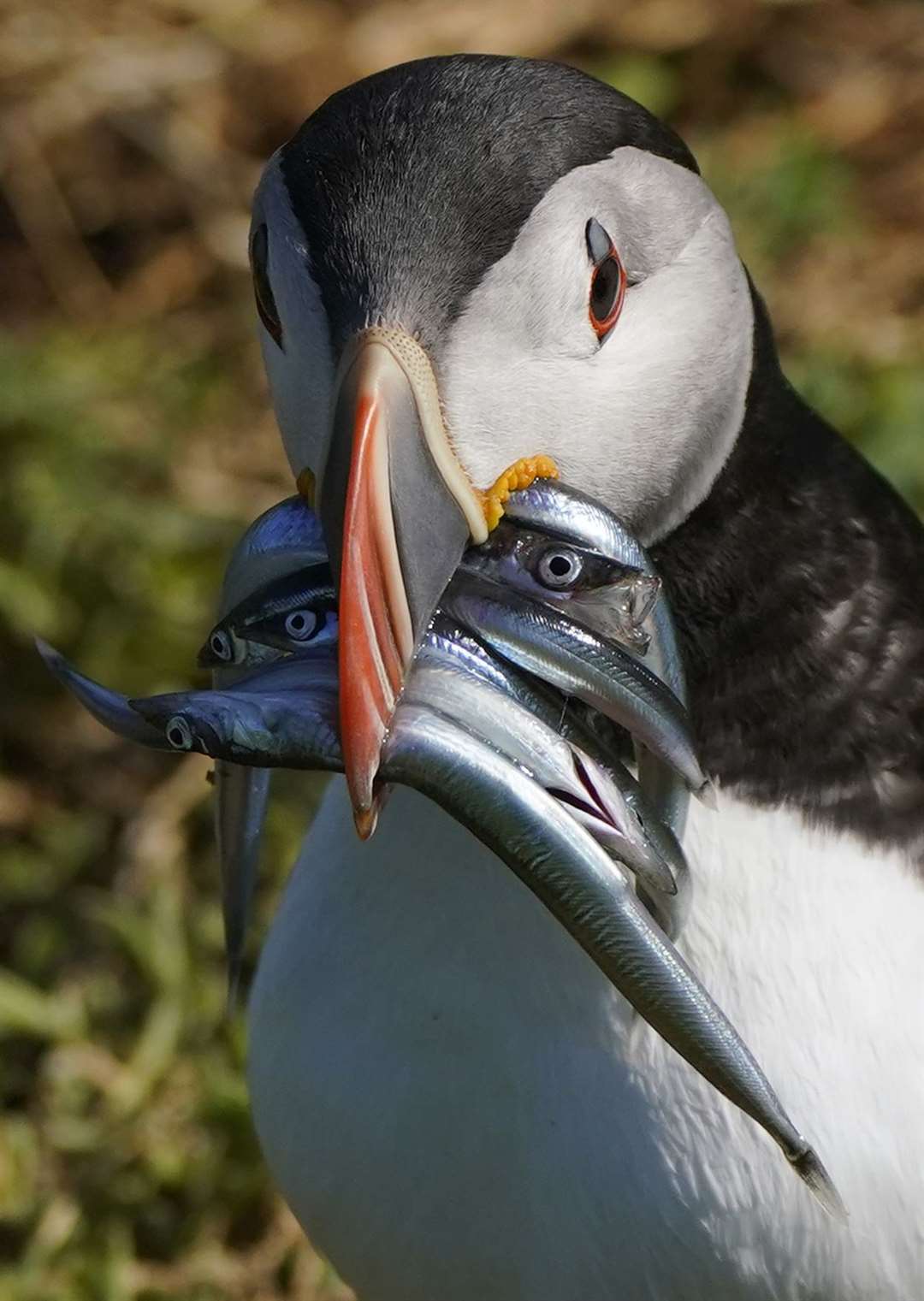 General views of Puffins in Ireland (Niall Carson/PA)