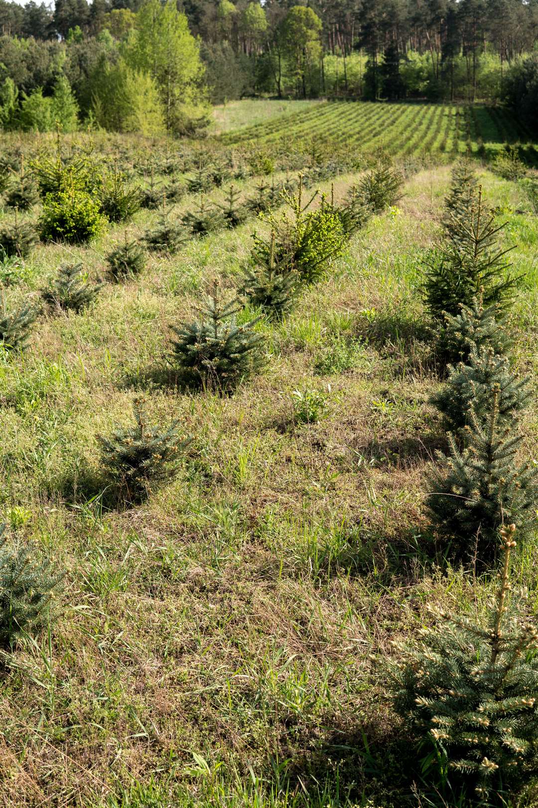 A young Christmas tree plantation. Adobe Stock Images