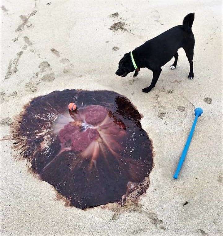 George Robertson snapped this picture of a massive lion's mane jellyfish at Dunnet beach today with his dog Magnus looking sheepishly at the creature. He said: 'It's typical of Magnus to drop his ball in stupid places'. Picture: George Robertson