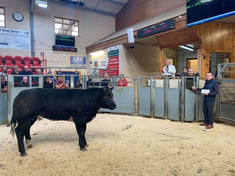 The mart witnessed some keen bidding. Picture: Dingwall and Highland Mart.
