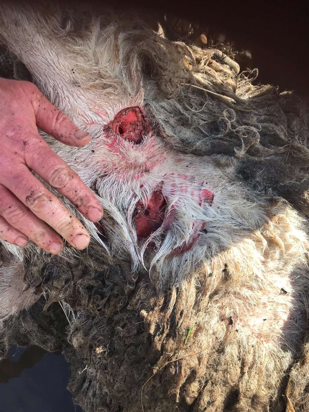 Anna Munro, of Kingussie, posted this week: "Our pregnant ewes were attacked today and very badly mauled. This happens every year and it’s so traumatising for our ewes and us. If you are a dog owner I would ask that you keep your dog under total control, so that we don’t have to deal with this again." Local crofter and community council chairman Ruaridh Ormiston said: "Please, please keep your dogs in leads. This is Kingussie - ewes are heavily pregnant at this time of year."