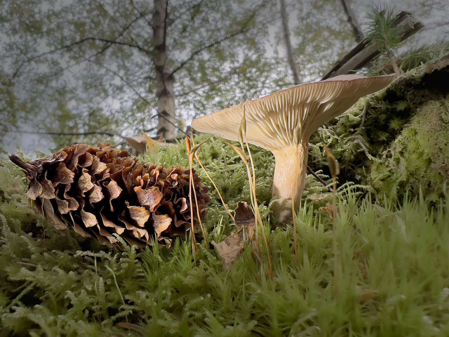 This woodland floor shot "Fungi and Cone" by Pete Binder was highly commended.