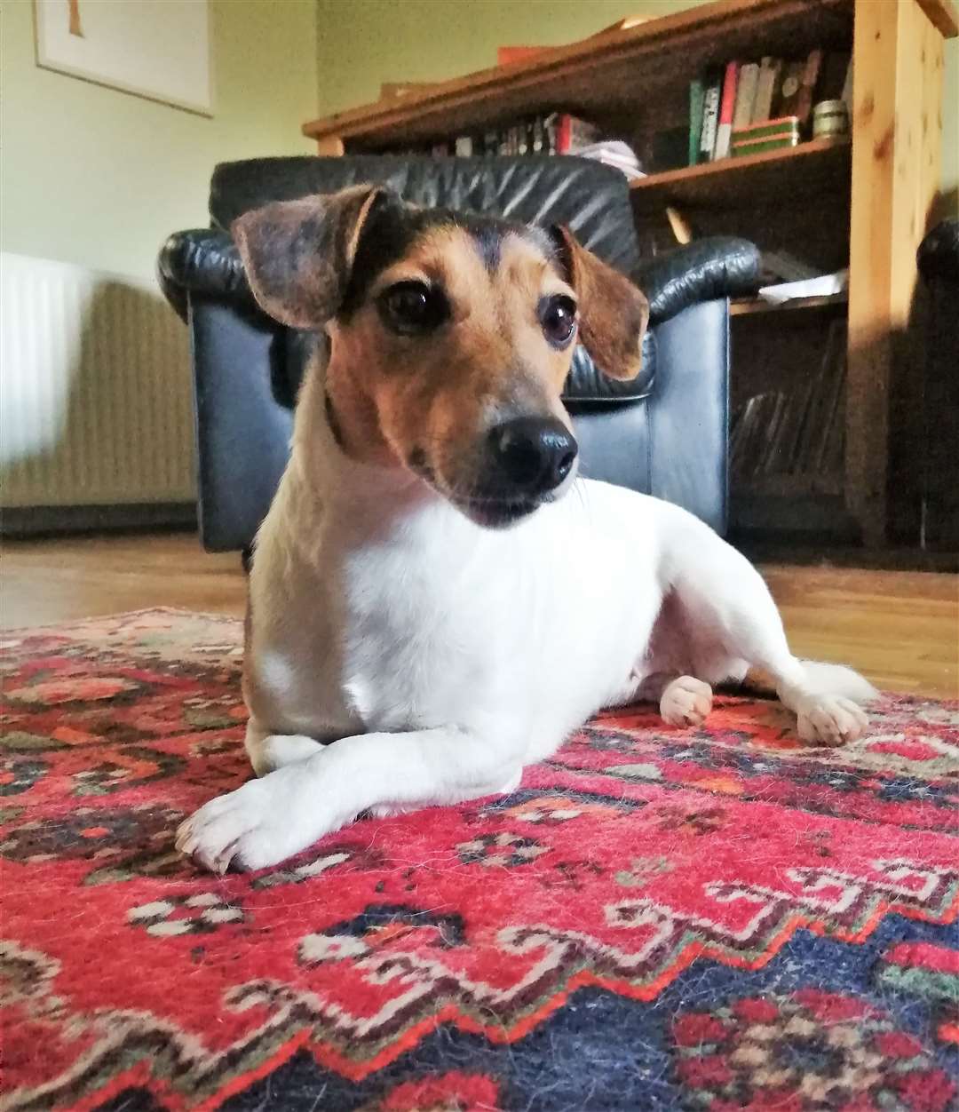 Audrey the Jack Russell relaxing.