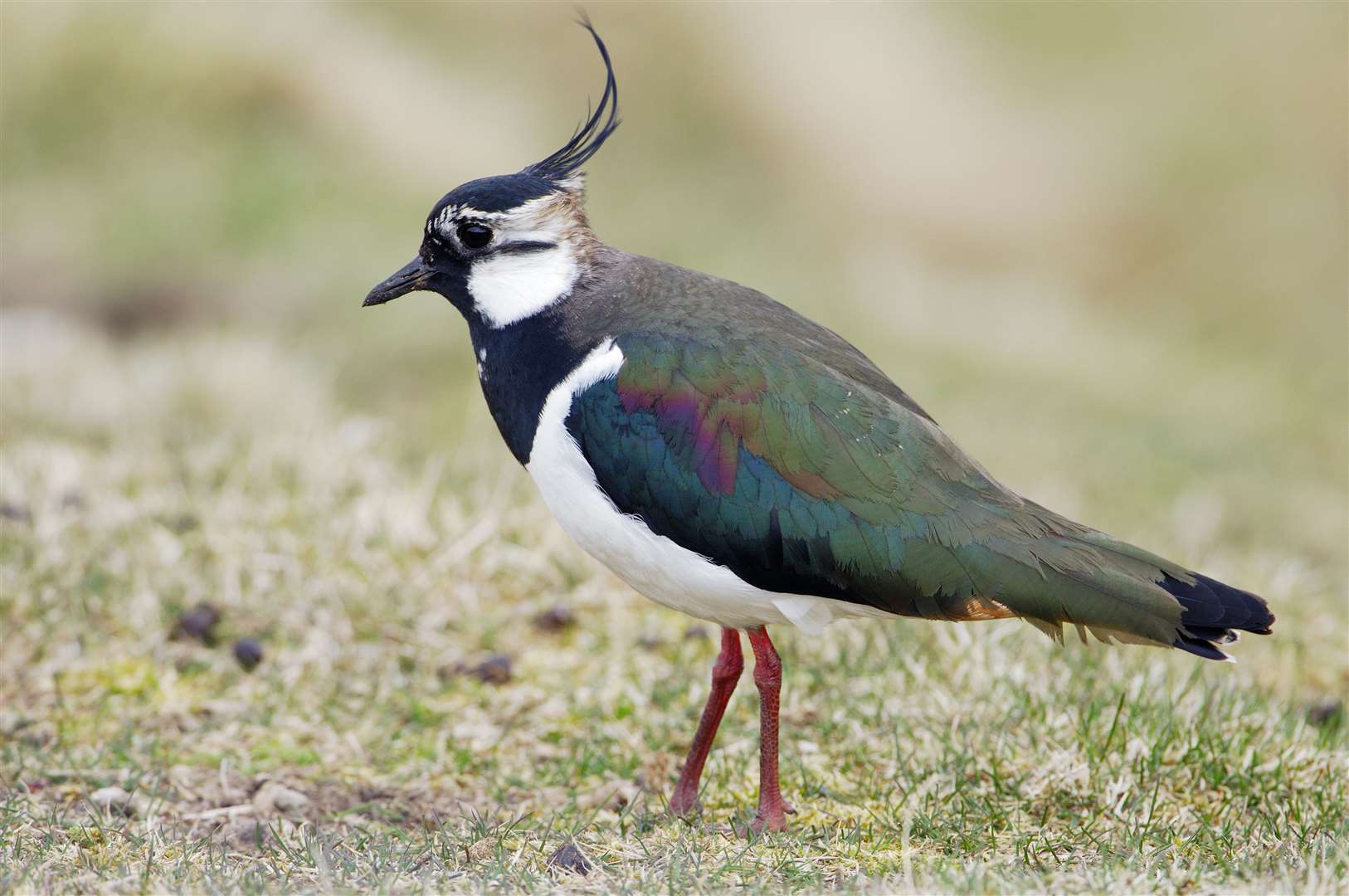Lapwing. Picture: Lorne Gill
