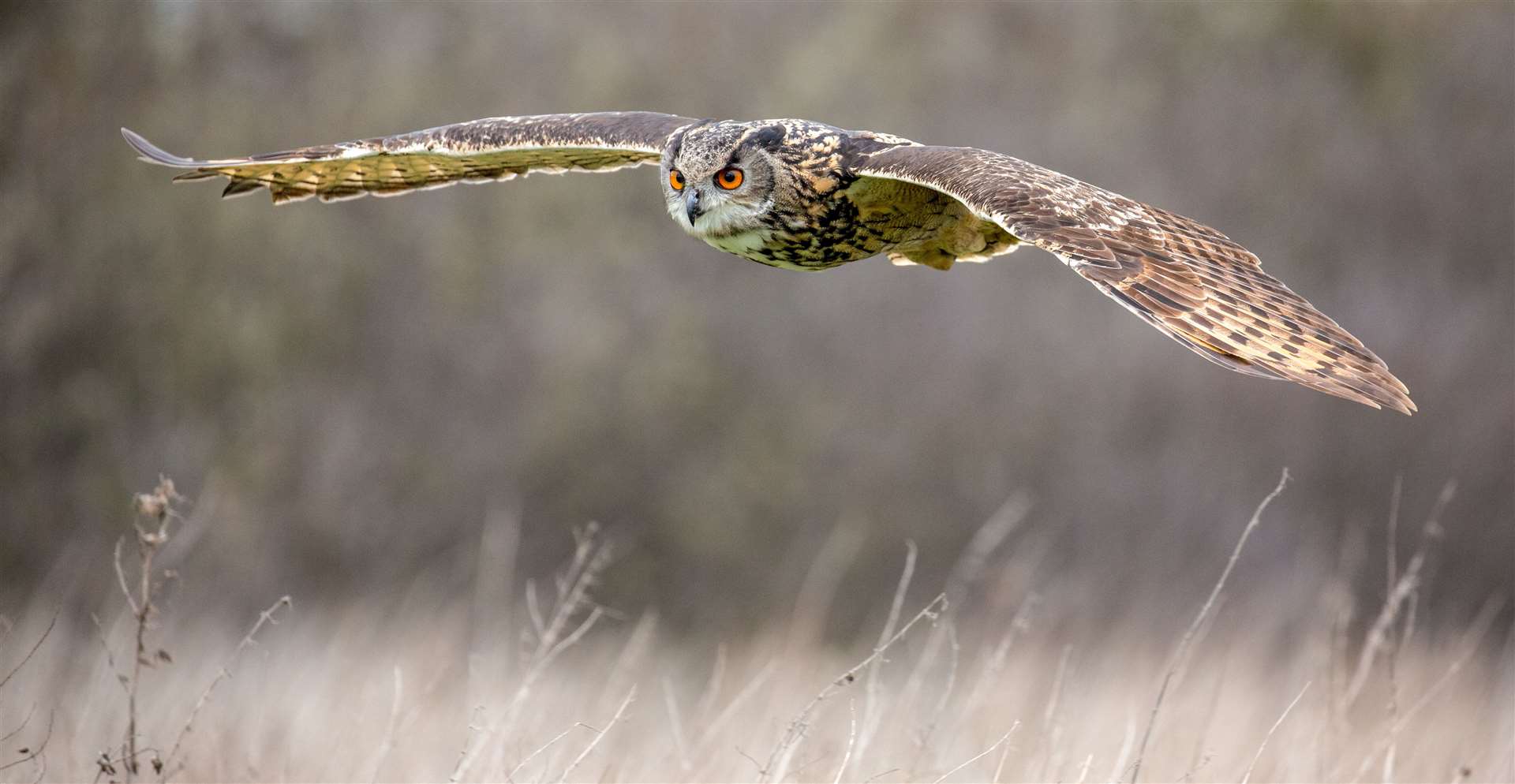A Eurasian Eagle Owl in its natural environment. Adobe Stock photos.