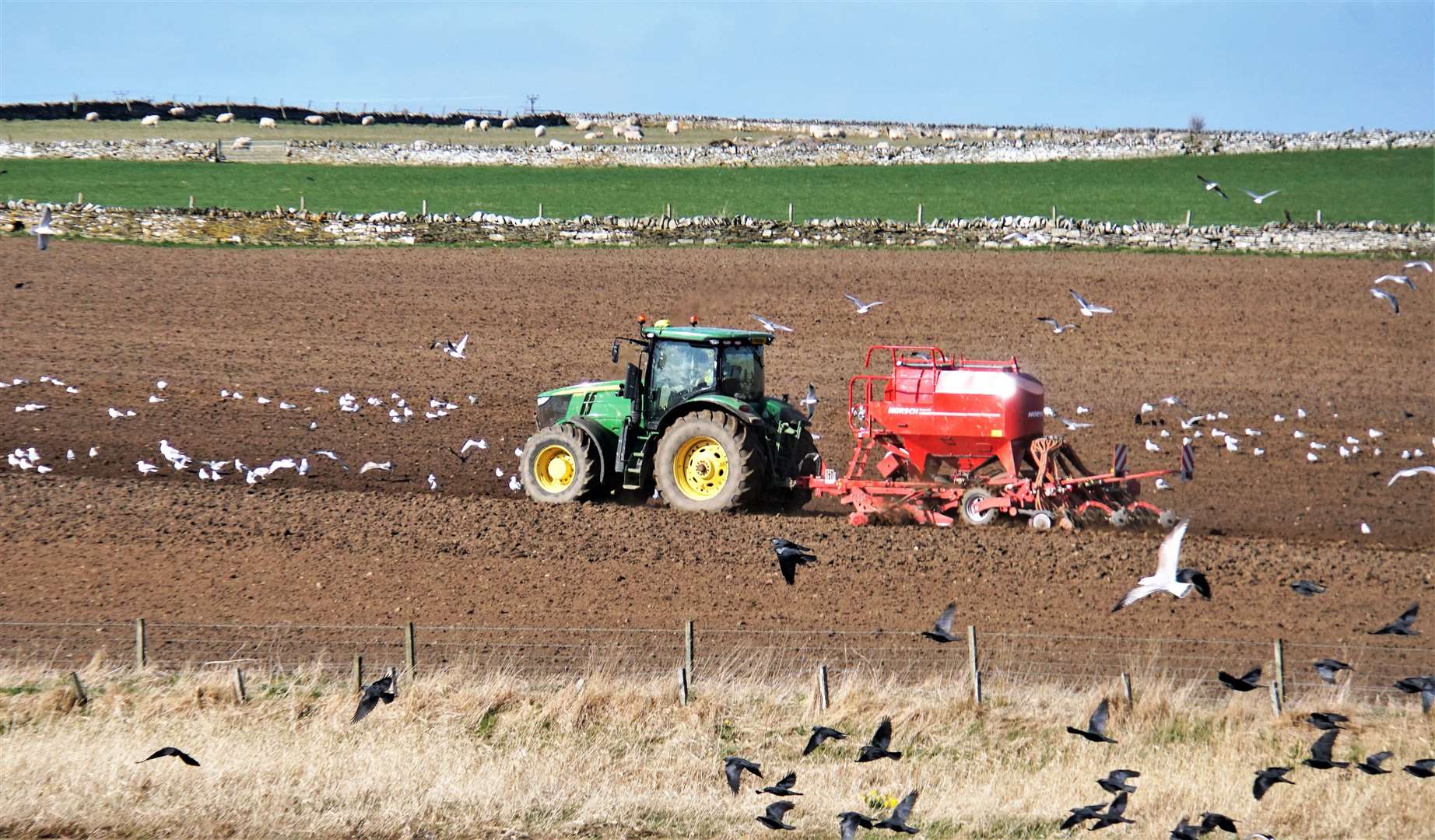 Gulls are commonly seen following tractors like this one at a farm near Wick. Picture: DGS