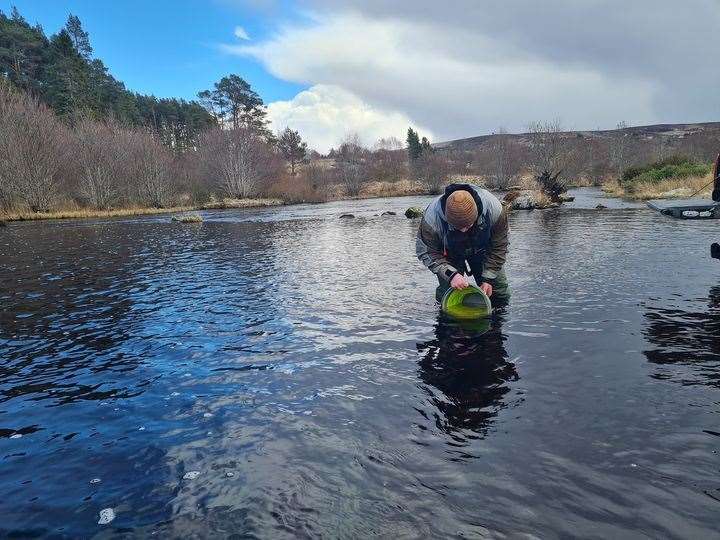 A Kyle of Sutherland Fisheries worker releases the first smolt to be tagged this year.