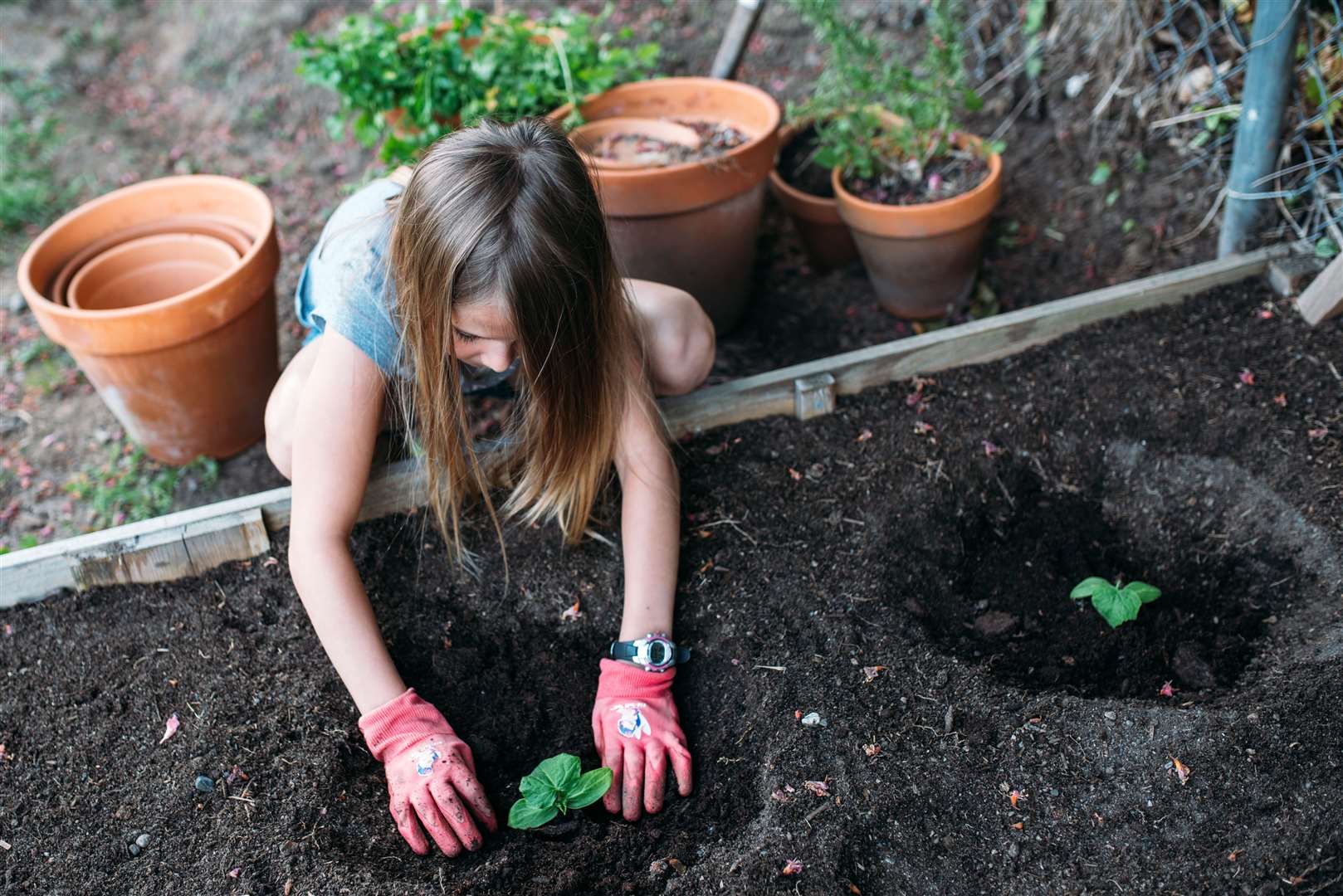 Those taking part in My Rainbow Garden will be sent a free box of vegetable plants.