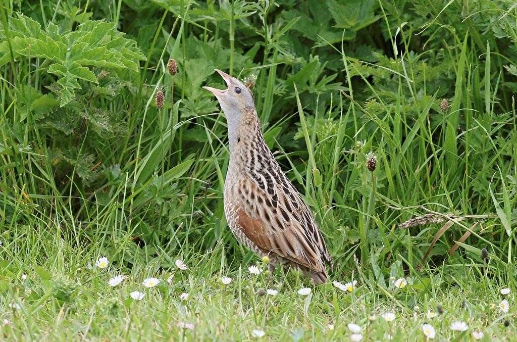 The corncrake is on the red list of birds of high conservation concern. Picture: Graham Goodall / rspb-images.com