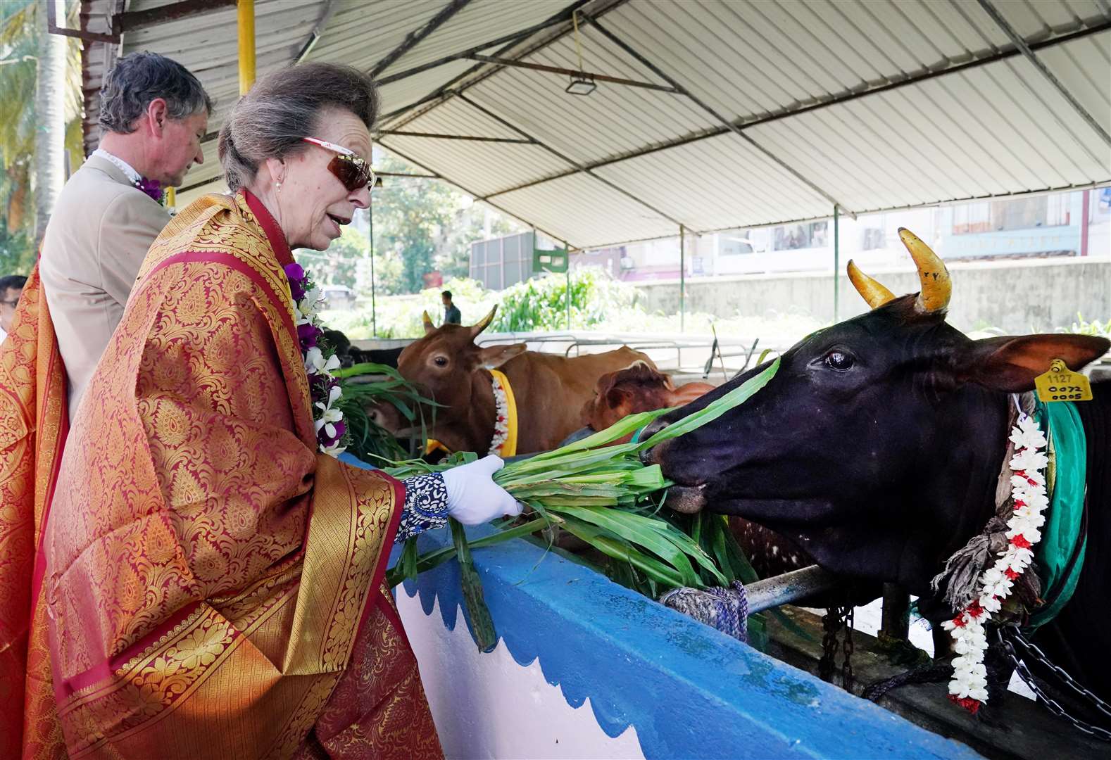 Anne feeds cattle, sacred to Hindus, prior to departing Vajira Pillayar Kovil Hindu temple (Jonathan Brady/PA)