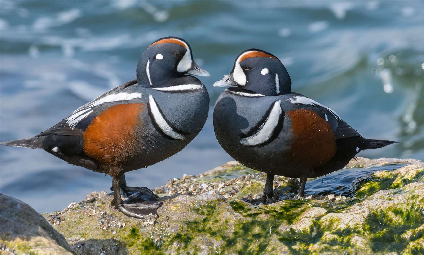 Harlequin ducks. Picture: Stock Images