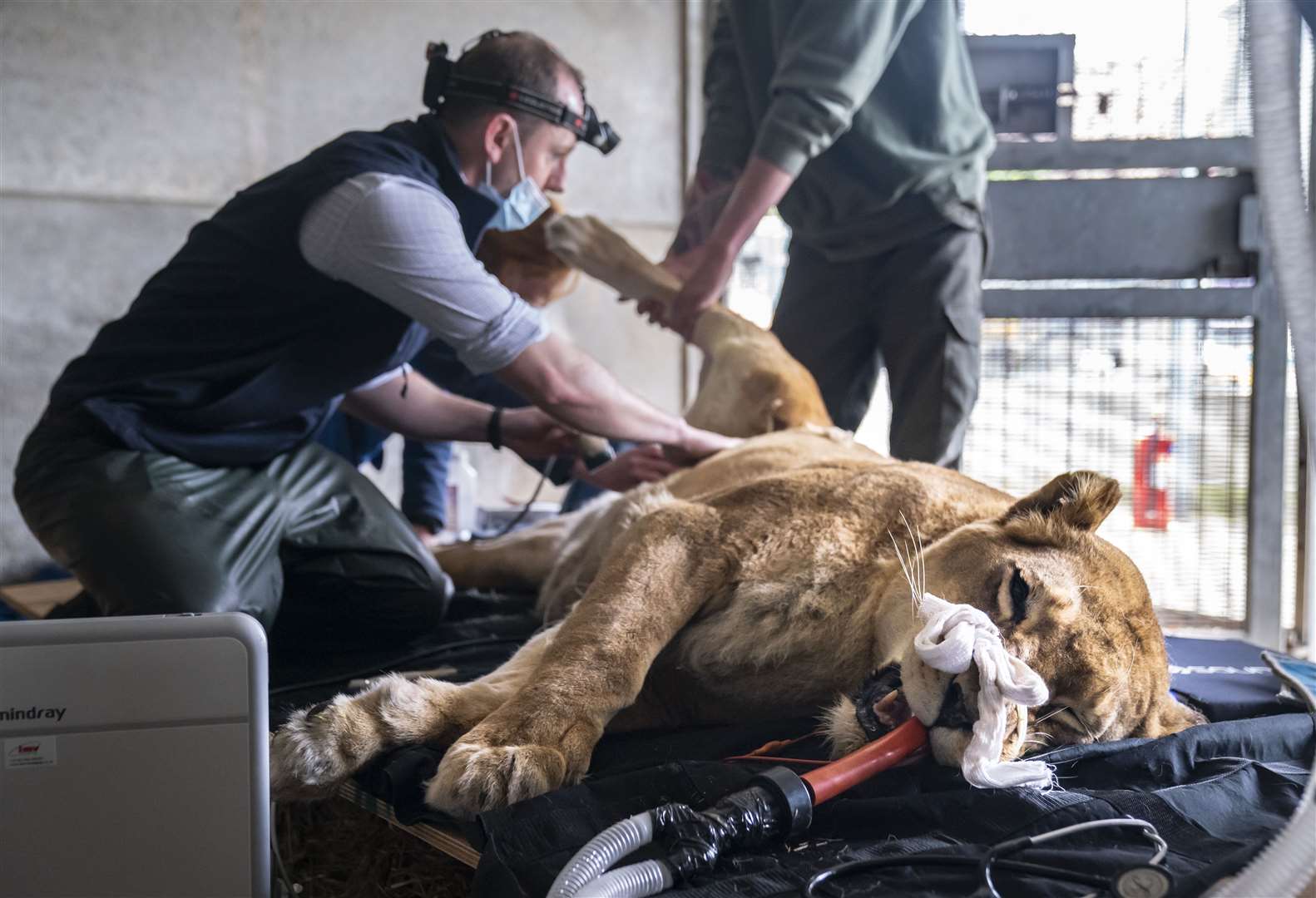Fifteen-year-old lioness Julie is given a health check at Yorkshire Wildlife Park in Doncaster (Danny Lawson/PA)