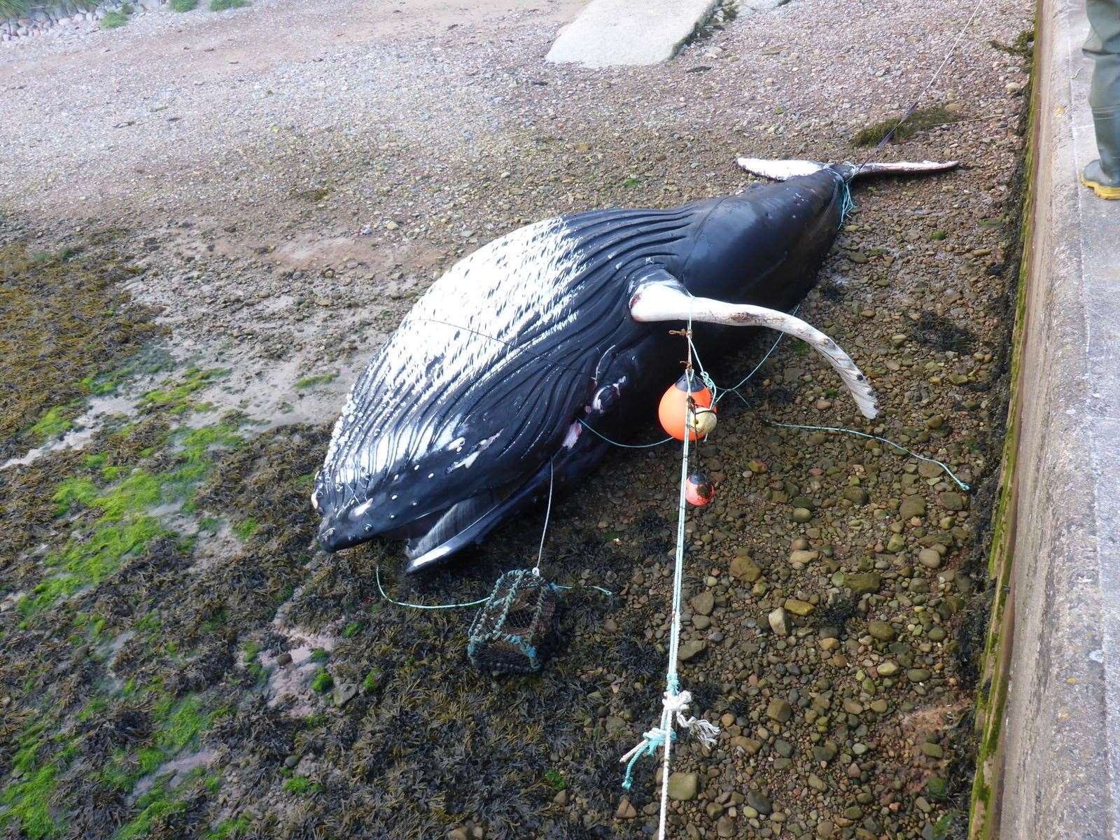 A stranded humpback whale entangled in creel-fishing gear. Picture: Scottish Marine Animal Stranding Scheme