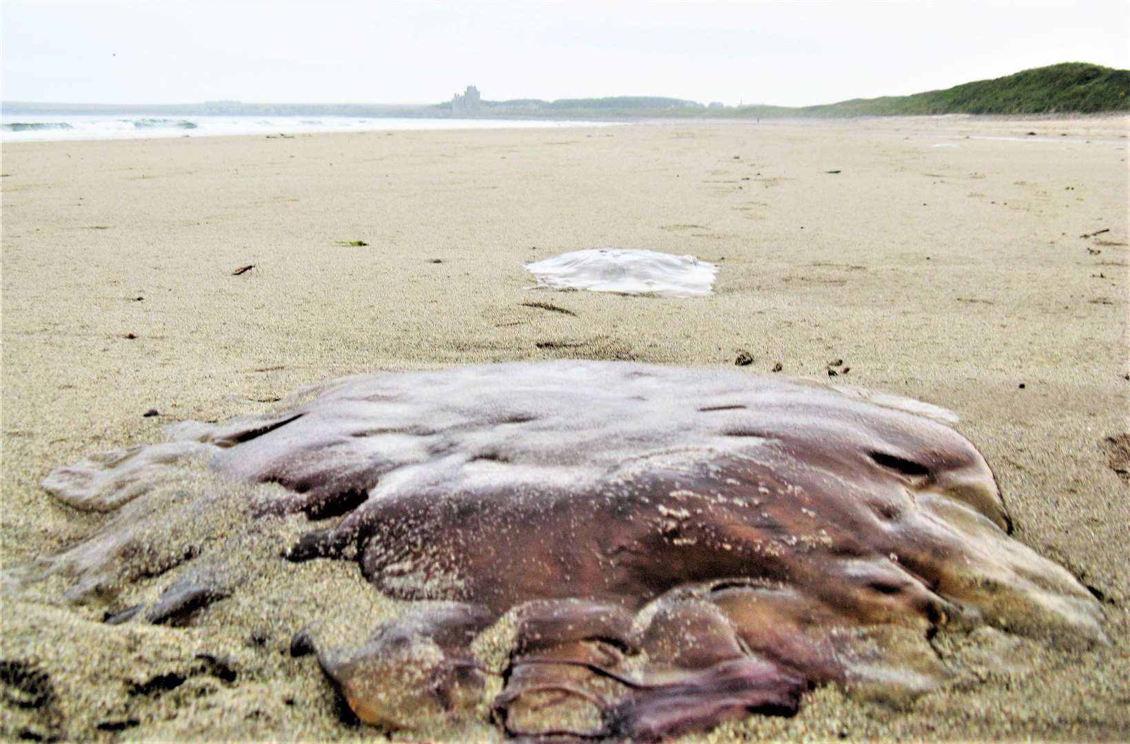 Many lion's mane jellyfish like this one have drifted on to Caithness shores recently. Pictures: DGS