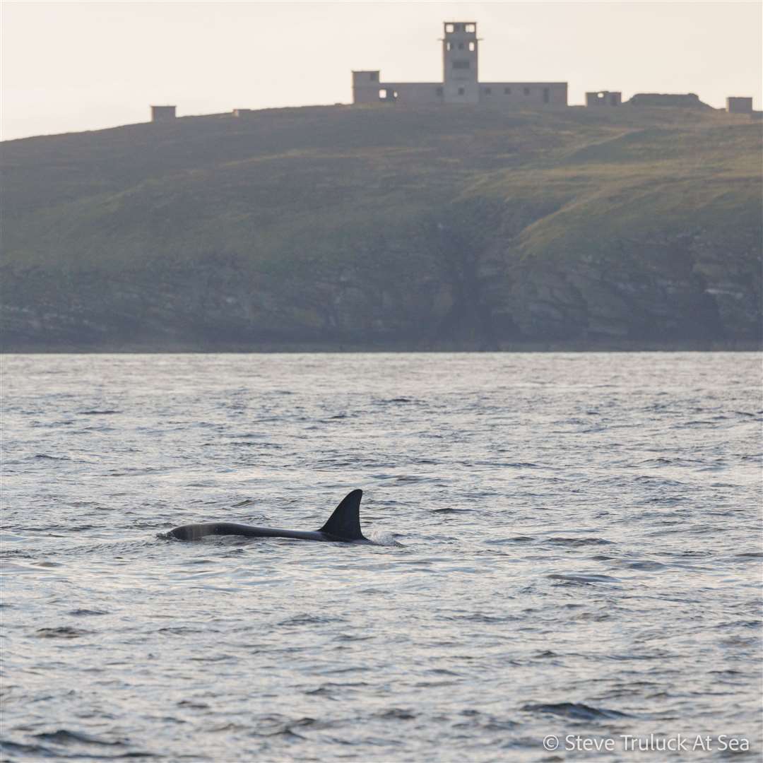 One of the orcas photographed from the ferry on Thursday night, with Hoxa Head in the background. Picture: Steve Truluck At Sea