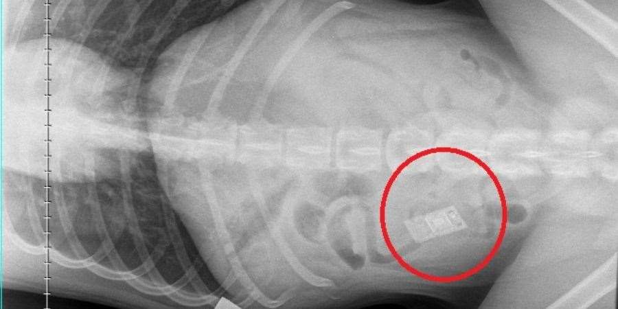 It was almost game over for Rocco when PDSA Vets discovered the curious canine had swallowed a Nintendo DS game.