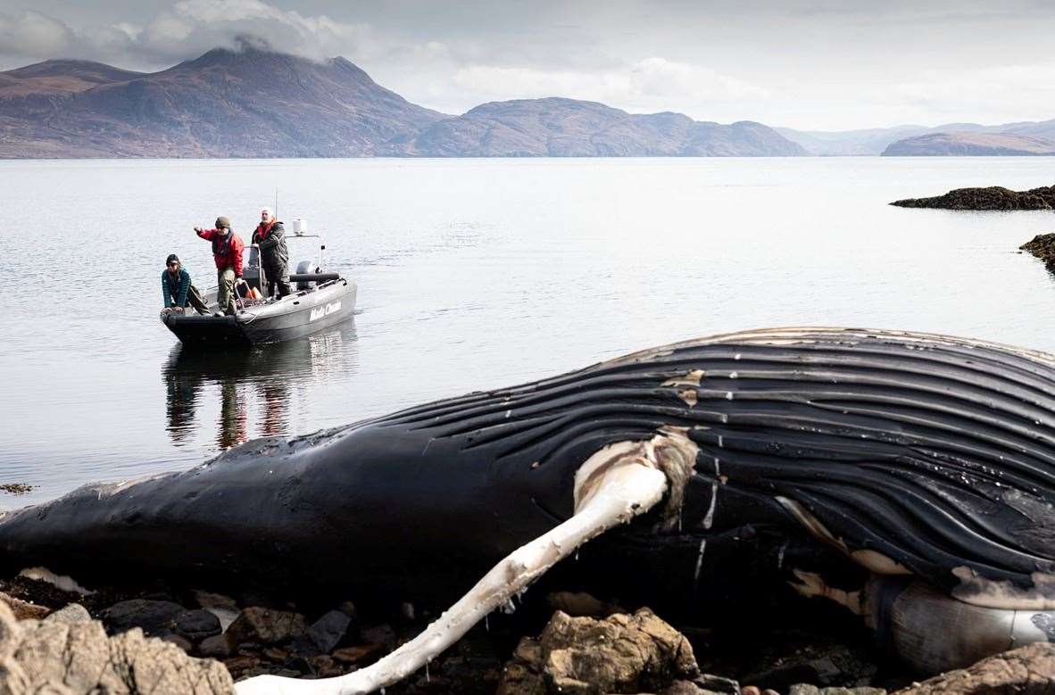 The humpback whale washed ashore on Annat Bay in Scoraig, Wester Ross. Picture: James Appleton photography, April 2024.
