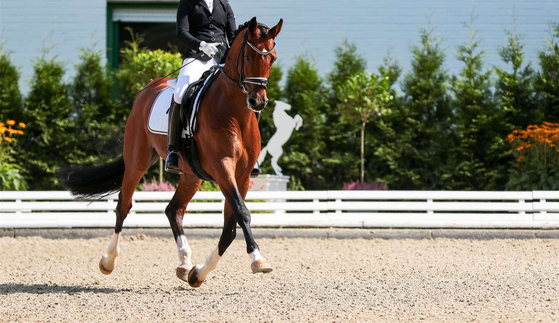 A dressage horse is put through its paces.