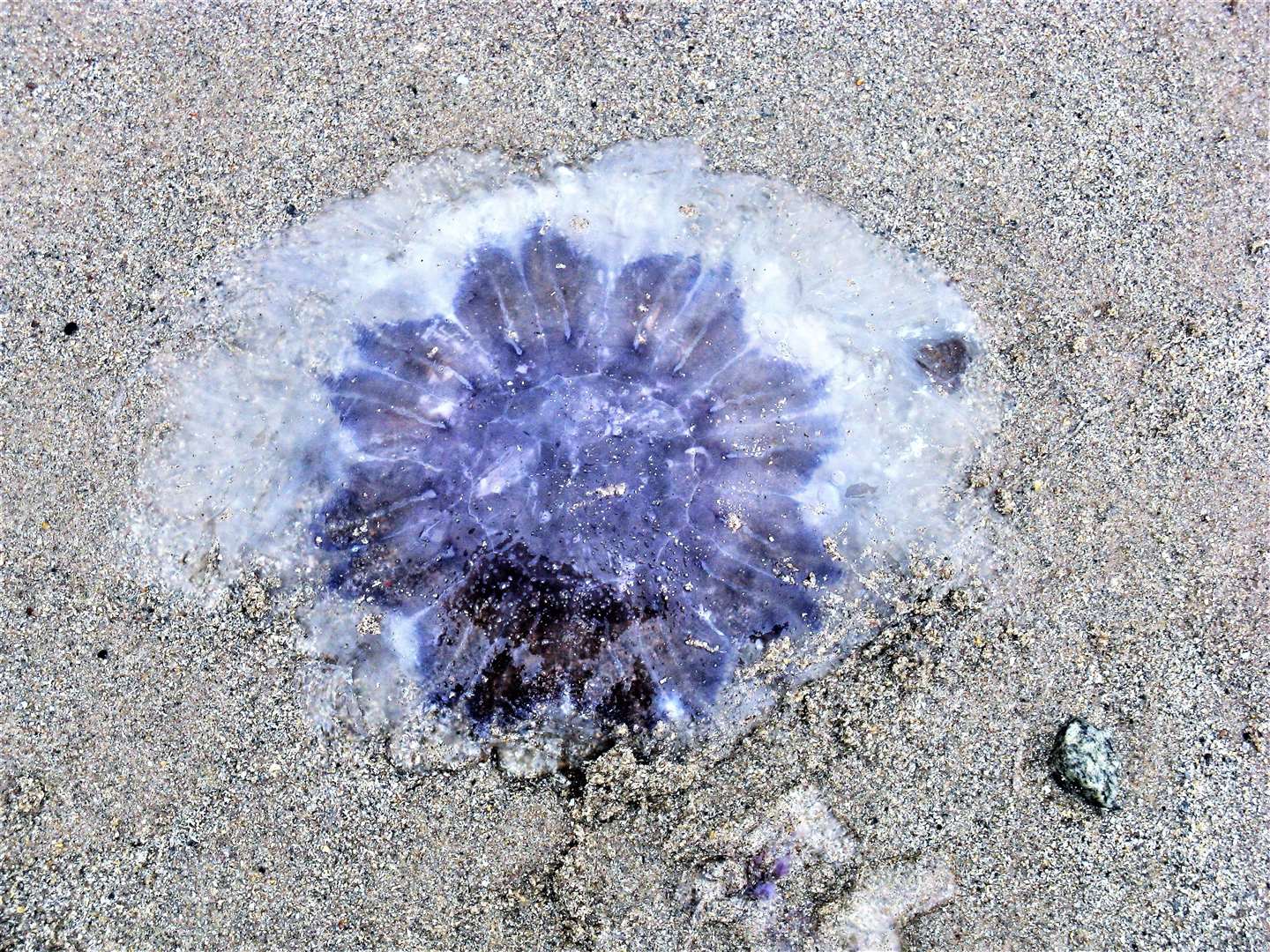 The blue jellyfish can also give a nasty sting.