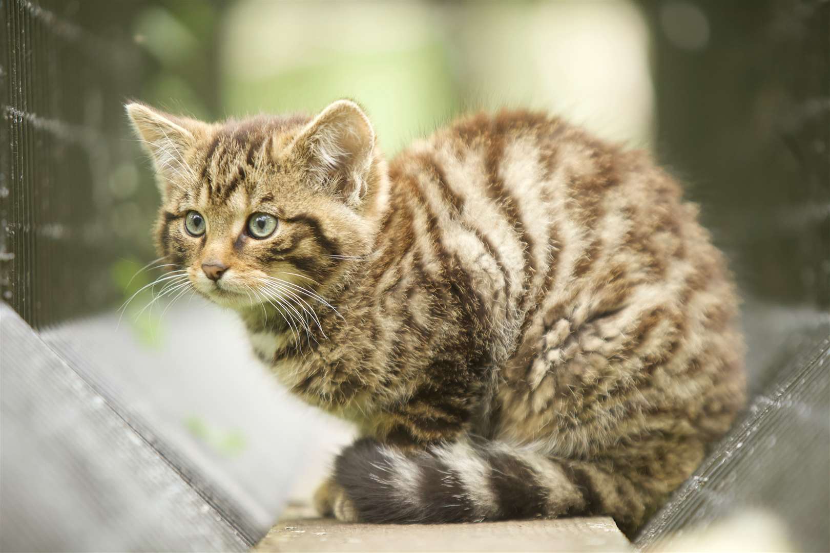 This picture of one of the new wildcat kittens was taken by reserve manager Innes MacNeill.