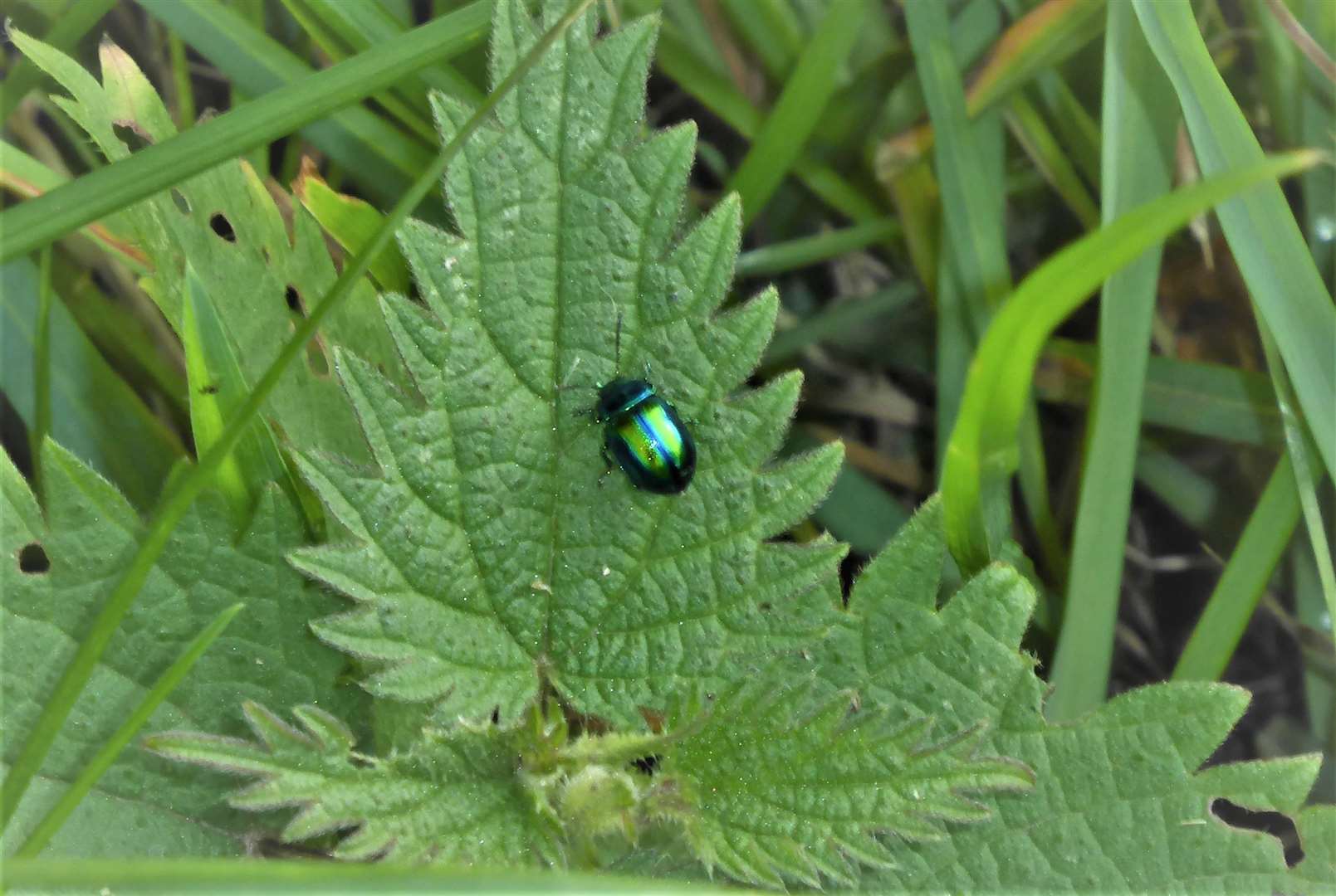 Green beetle of the docks at Caithness.  Image: DGS
