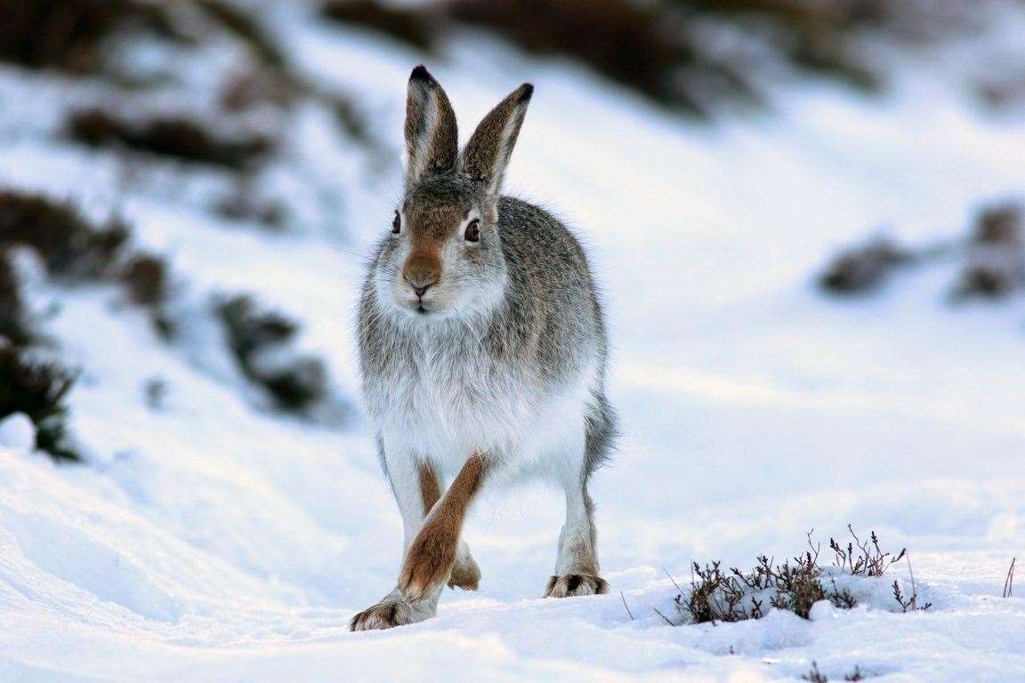 Mountain hare R A Greenwood