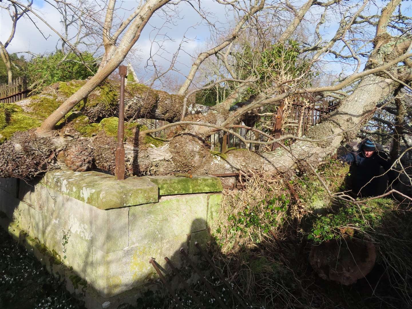 Two 15m high wynch elms crashed down on top of an enclosure inside the cemetery.