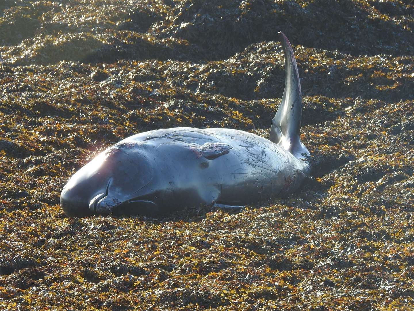 The northern bottlenose whale found at Stornoway.