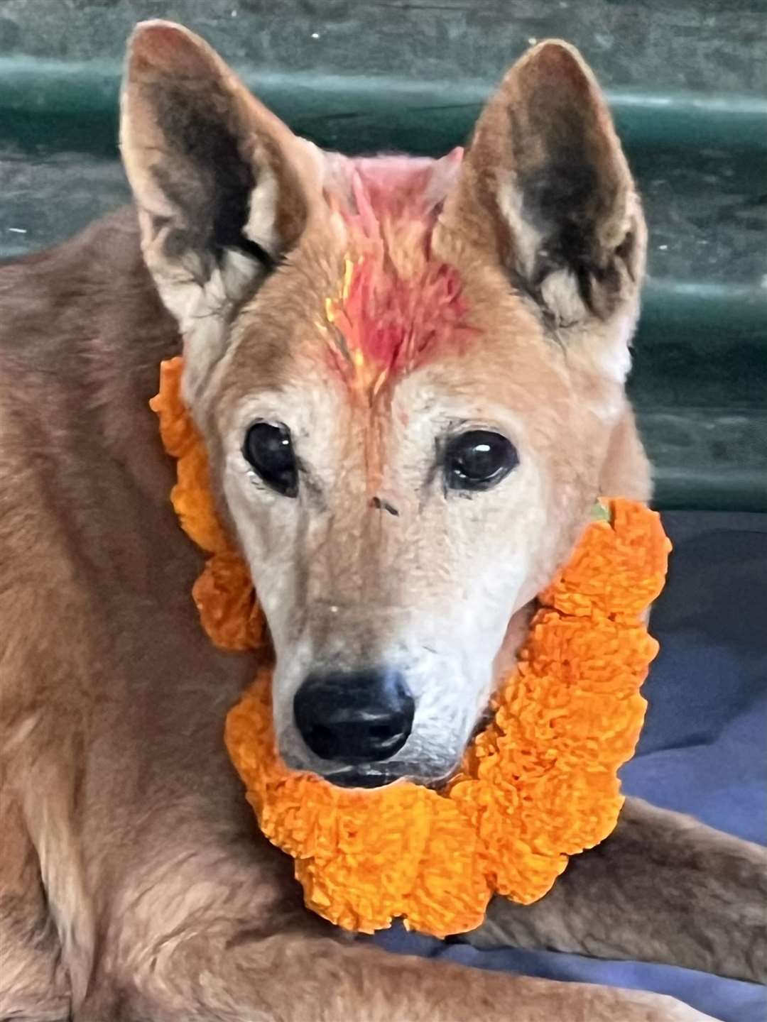 The shelter celebrated the Day of the Dogs Festival ‘Kukur Tihar’ by painting a streak of vermilion on the dogs’ foreheads and putting garlands of flowers round their necks.