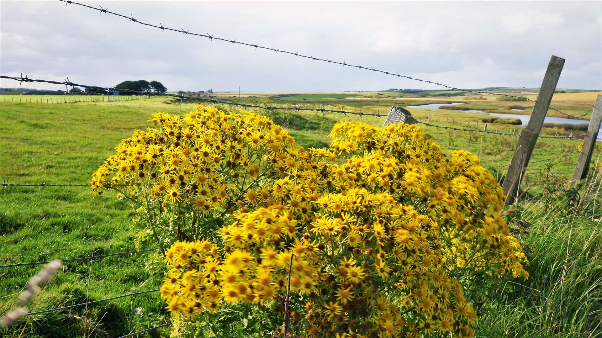 Ragwort has been seen in ever increasing numbers across Caithness. Picture: DGS