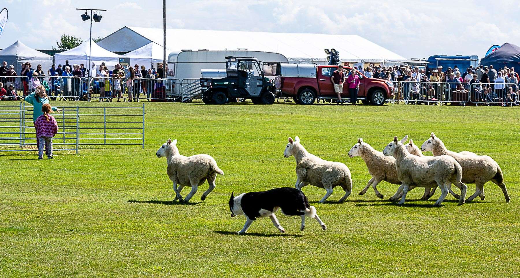 Demonstration of sheep dog work. Photo: East Sutherland Camera Club