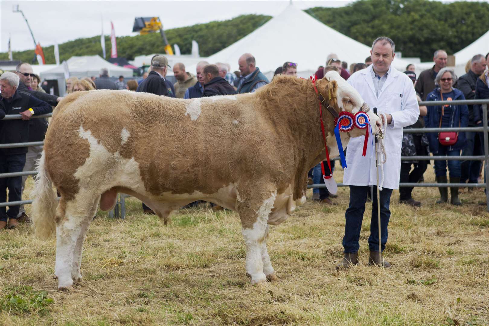 Jonathan Gunn, Mavsey, Lybster, with his Simmental champion, Caithness Maverick, a 15-month-old bull after Corskie Jackpot. Picture: Robert MacDonald / Northern Studios