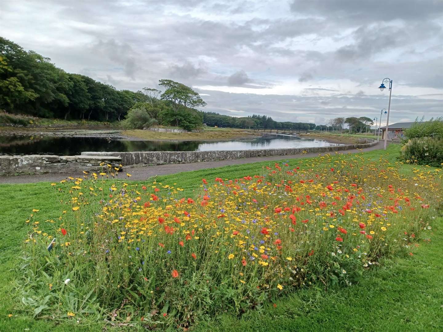 A wildflower meadow in Wick. Picture: Roz Summers