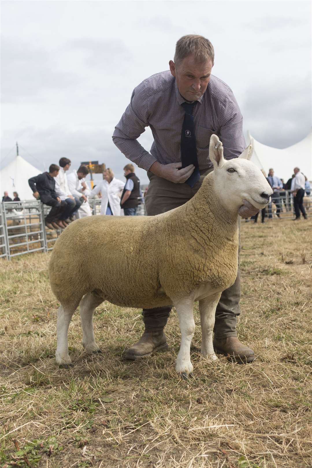 Johnnie Campbell with the reserve supreme sheep champion and North Country Cheviot champion, a gimmer by Durran Ace, being shown for the first time by D N Campbell & Sons, Bardnaclavan Farm, Westfield. Picture: Robert MacDonald / Northern Studios