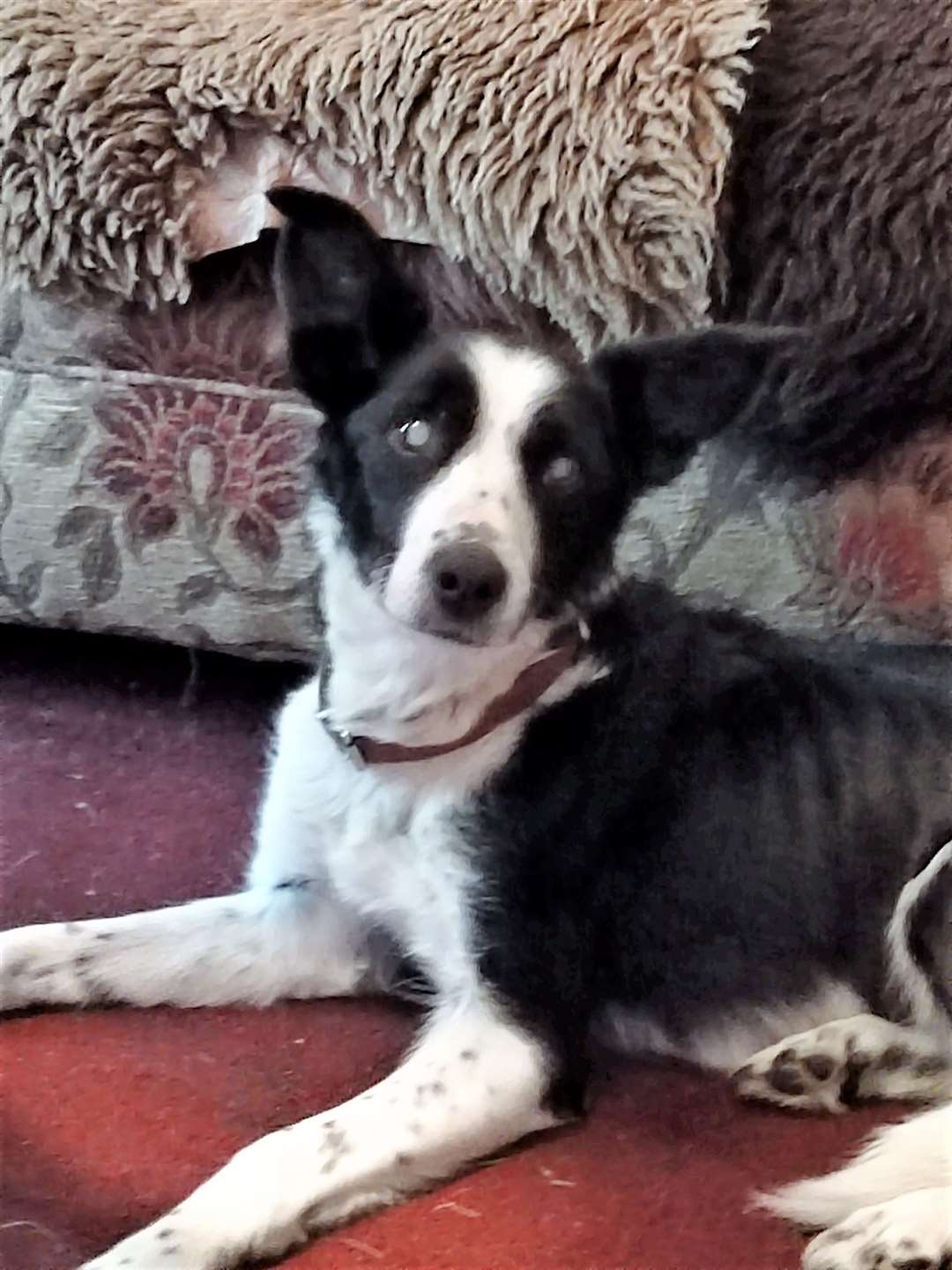 Jim's collie dog Daisy that he got from Wick-based charity KWK9. Daisy has diabetes and cataracts in her eyes now but Jim says she is still enjoying life to the full.