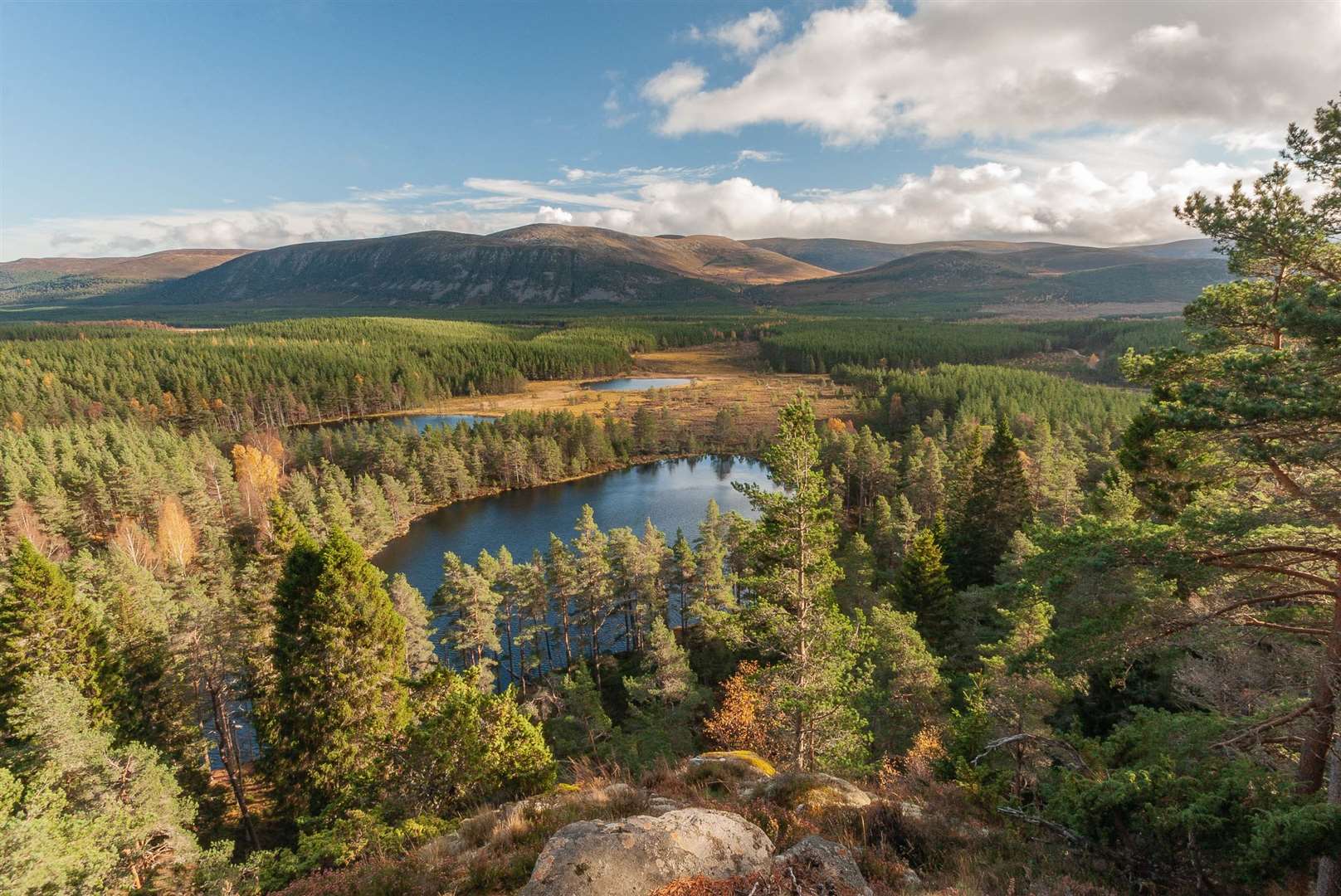 Trees play a vital role in climate mitigation. Picture: Forestry and Land Scotland
