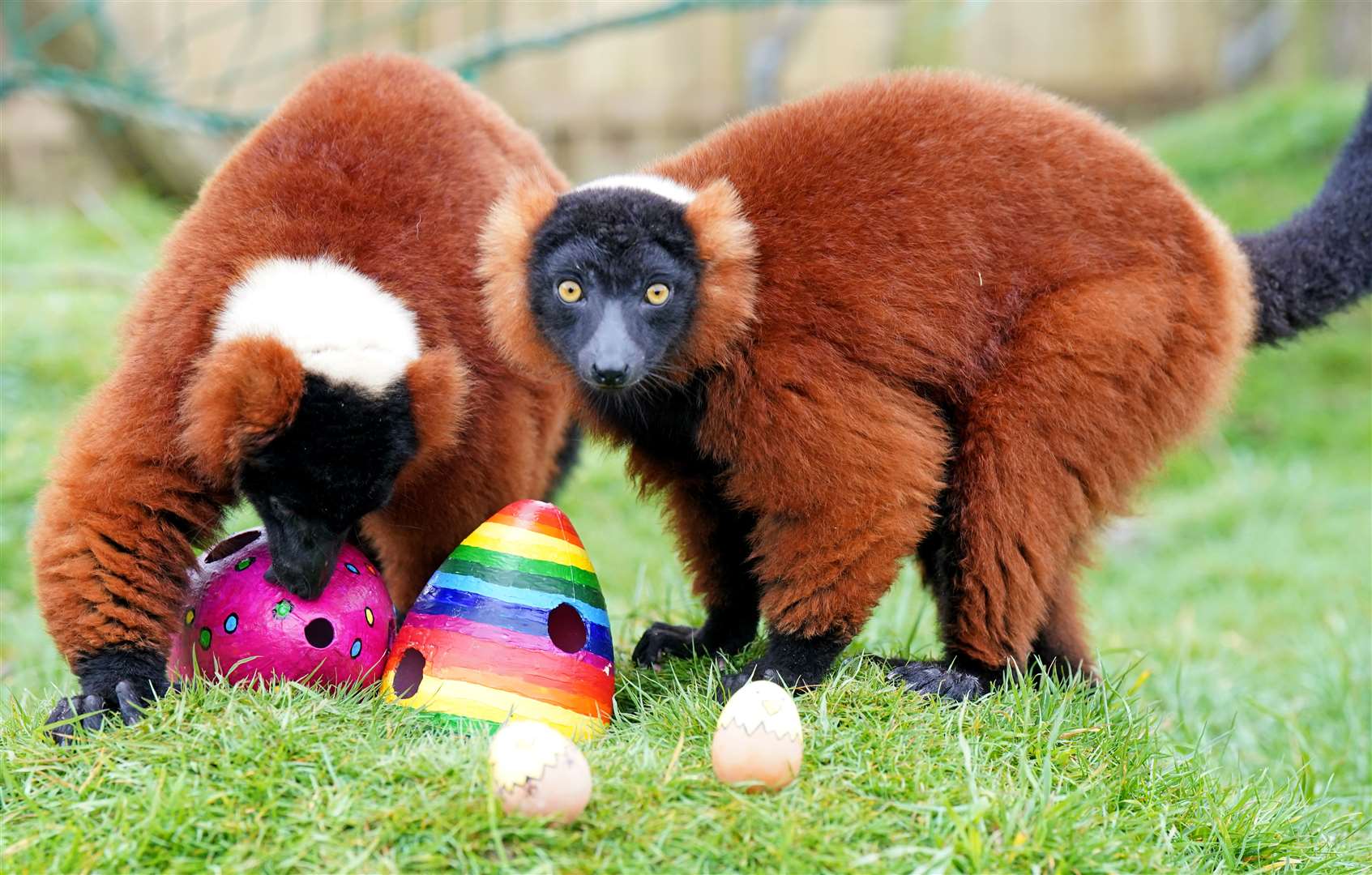 Red ruffed lemurs at Blair Drummond Safari Park, near Stirling, enjoy a special Easter treat prepared by their keepers (Jane Barlow/PA)