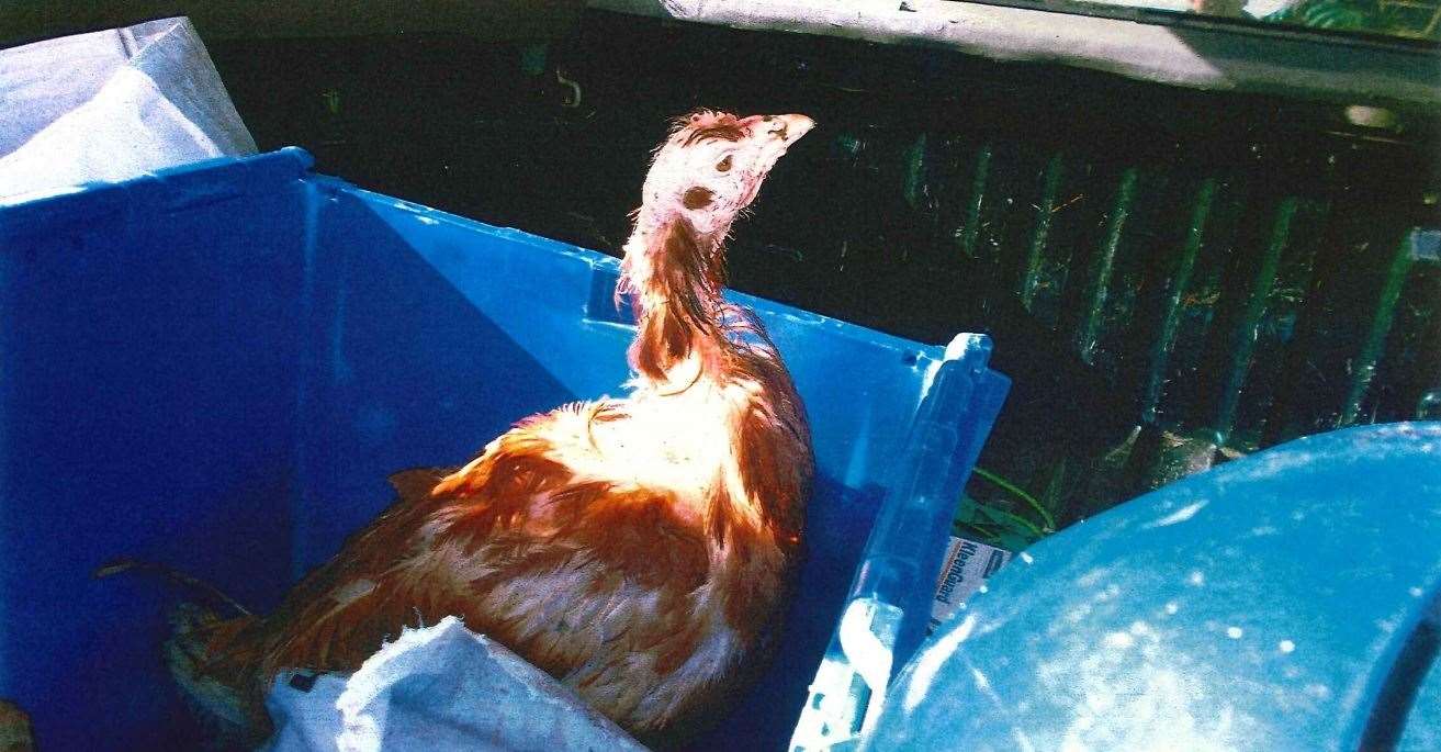 Chickens were not only neglected but abused, the sheriff said. Picture: Crown Office