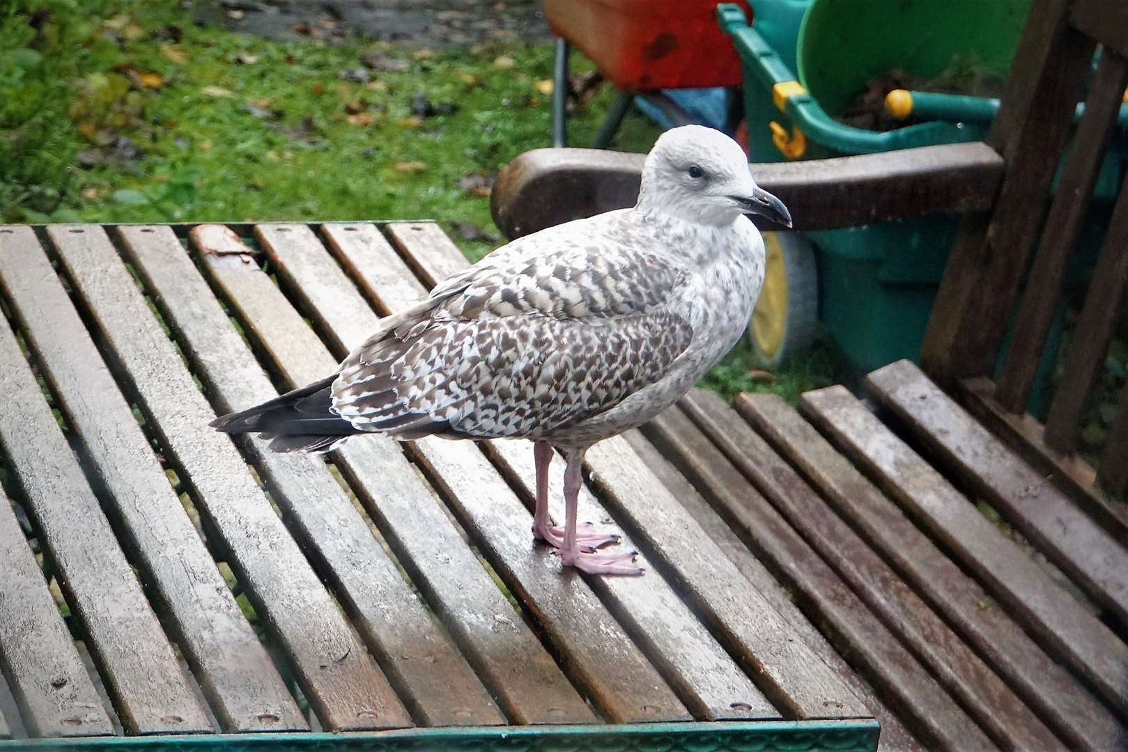 A fledgling herring gull. Picture: DGS